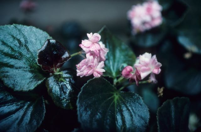 B. ‘Lucy Lockett’